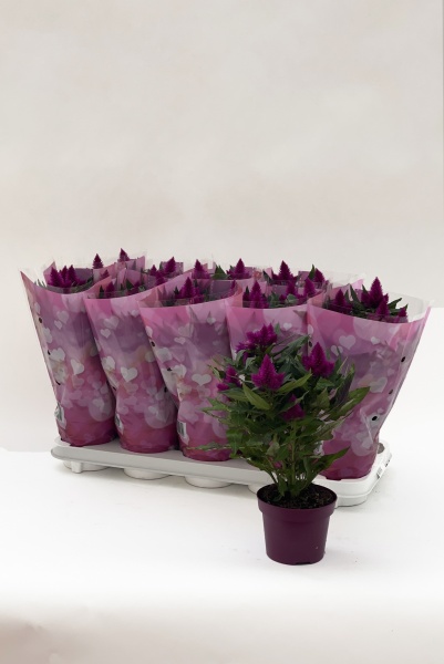 Closia Deep Purple 35cm x D12