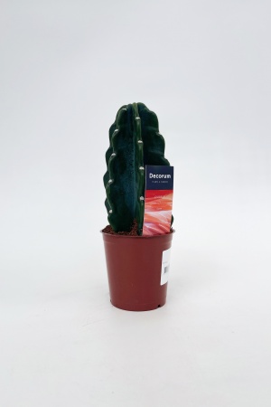 Cereus 20cm x D12