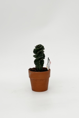 Cereus 30cm x D13