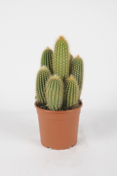 Cereus 40cm x D17