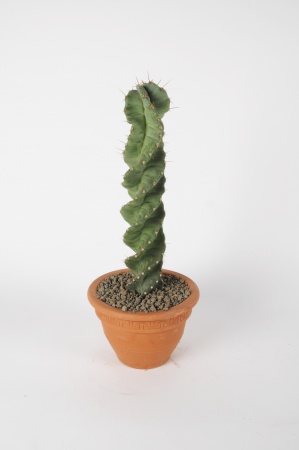 Cereus 55cm x D20