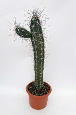 Cereus 70cm x D25