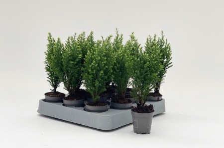 Chamaecyparis Thyoides 25cm x D5.5