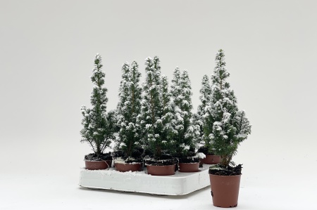 Chamaecyparis Thyoides Enneigé 25cm x D6