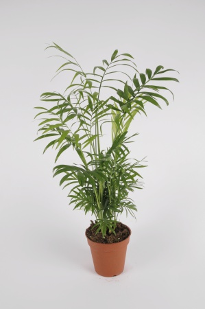 CHAMAEDOREA Elegans 15/20cm-D9