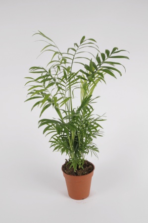 CHAMAEDOREA Elegans 20/30cm-D13