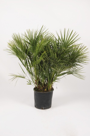 Chamaerops Humilis 120cm x D28