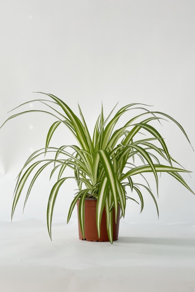 Chlorophytum Comosum Variegatum 20cm x D12