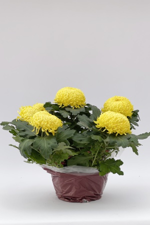 Chrysanthème Coupe 6Tetes 40cm x D26