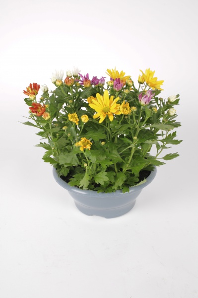 Chrysanthme Multicolore 30cm x D23