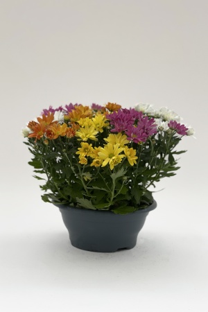 Chrysanthème Multicolore 30cm x D23