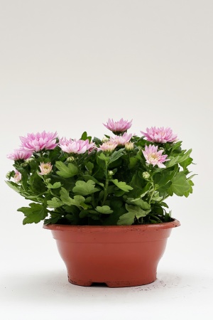 Chrysanthème Multicolore 35cm x D23