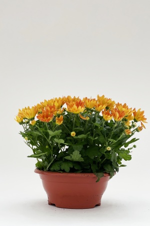 Chrysanthme Multicolore 35cm x D23
