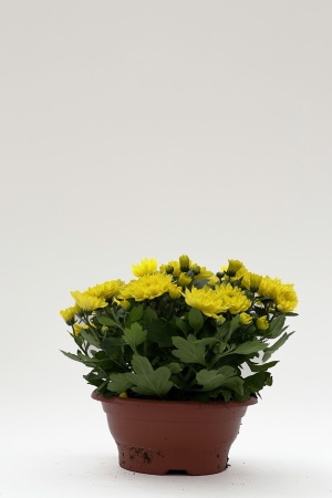 Chrysanthème Multicolore 35cm x D23