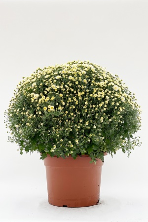 Chrysanthme Pomponnette 70cm x D33