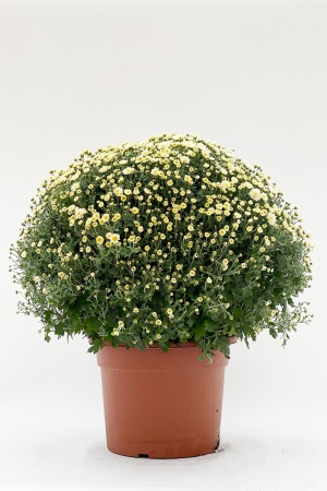 Chrysanthème Pomponnette 70cm x D33