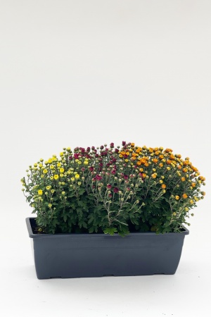 Chrysanthme Pomponnette Carnaval 70cm x D40