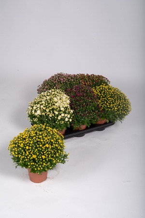 Chrysanthme Pomponnette T1 38cm x D15