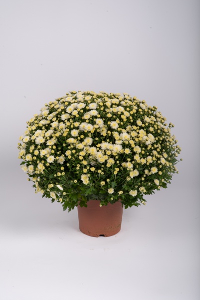 Chrysanthme Pomponnette T2 40cm x D17