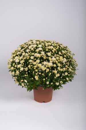 Chrysanthème Pomponnette T2 40cm x D17