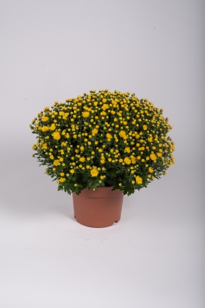 Chrysanthème Pomponnette T2 40cm x D17