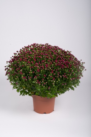 Chrysanthème Pomponnette T2 40cm x D17