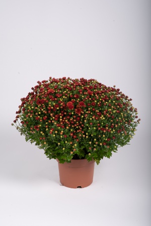 Chrysanthème Pomponnette T2 40cm x D17