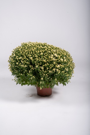 Chrysanthème Pomponnette T3 50cm x D19