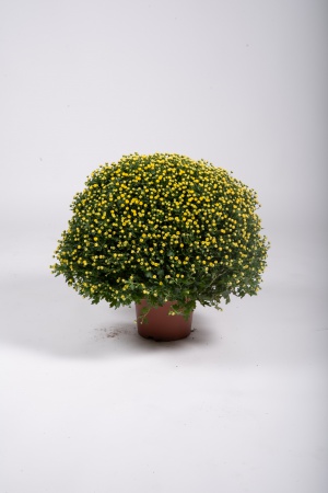 Chrysanthème Pomponnette T3 50cm x D19