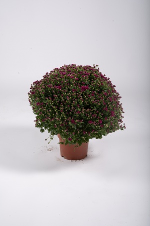 Chrysanthème Pomponnette T3 50cm x D19