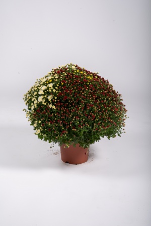 Chrysanthème Pomponnette T3 50cm x D19