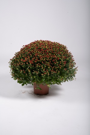 Chrysanthème Pomponnette T3 50cm x D19