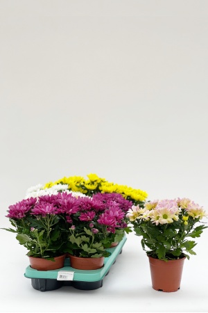 Chrysanthemes Breeze 35cm x D13