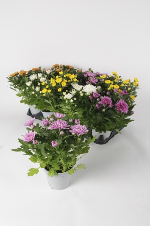 Chrysanthemes Mixtes 32cm x D12