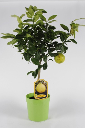 Citrus Bergamotto 70/90cm x D20