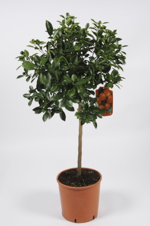 Citrus Calamondin 100/120cm x D24