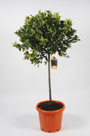 Citrus Calamondin 160cm x D35