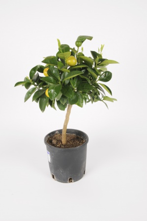 Citrus Calamondin 40/50cm x D15