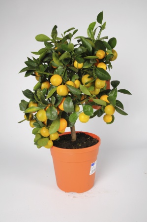 Citrus Calamondin 60/70cm x D18