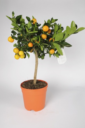 Citrus Calamondin 70/90cm x D20