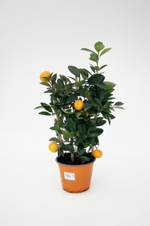 Citrus Calamondin Espalier 40/50cm x D14