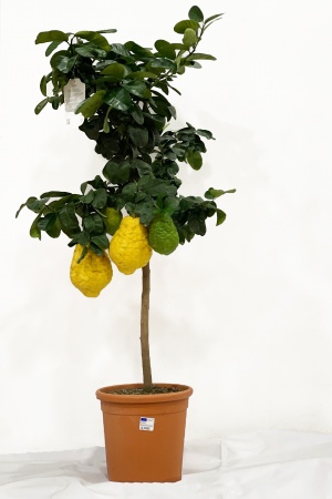 Citrus Cedra 160/170cm x D35