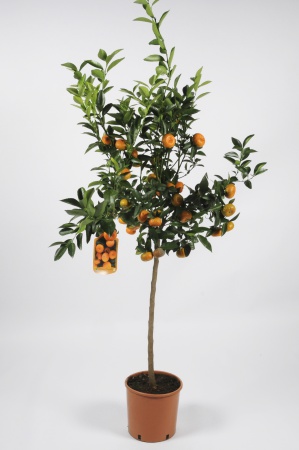 Citrus Clementine 100/120cm x D24