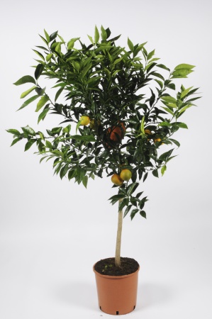 Citrus Clementine 130cm x D28