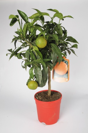 Citrus Clementine 70/90cm x D20