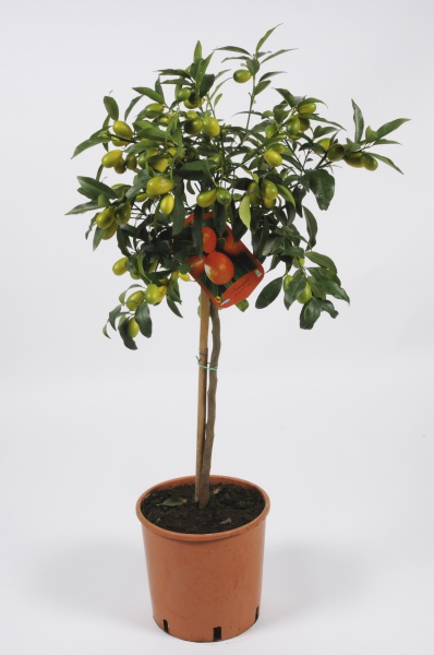 Citrus Fortunella Kumquat 100/120cm x D24