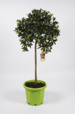 Citrus Fortunella Kumquat 160cm x D35