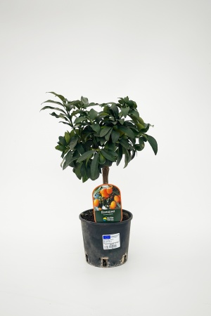 Citrus Fortunella Kumquat 35-40cm x D15