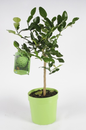 Citrus Histrix Combava 70/90cm x D20