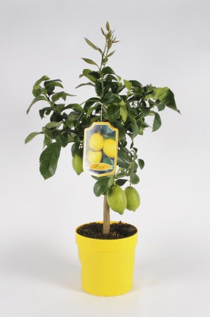 Citrus Lemon + Cachepot 70/90cm x D20